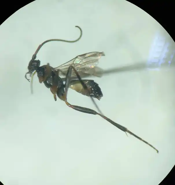 Orgilus