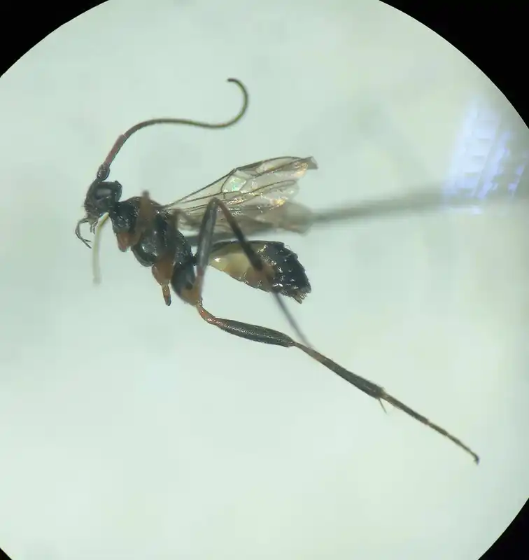 Orgilus