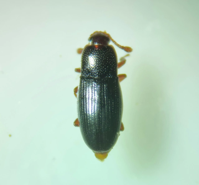 Cerylonidae - kéregbogárfélék Cerylonidae - kéregbogárfélék