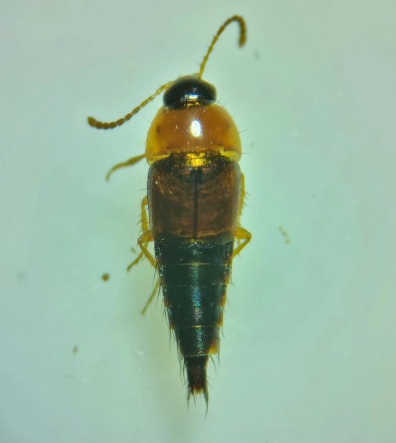 Tachyporus chrysomelinus - sárgahátú kószaholyva