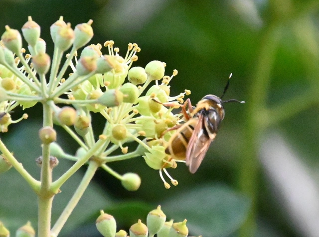 Callicera