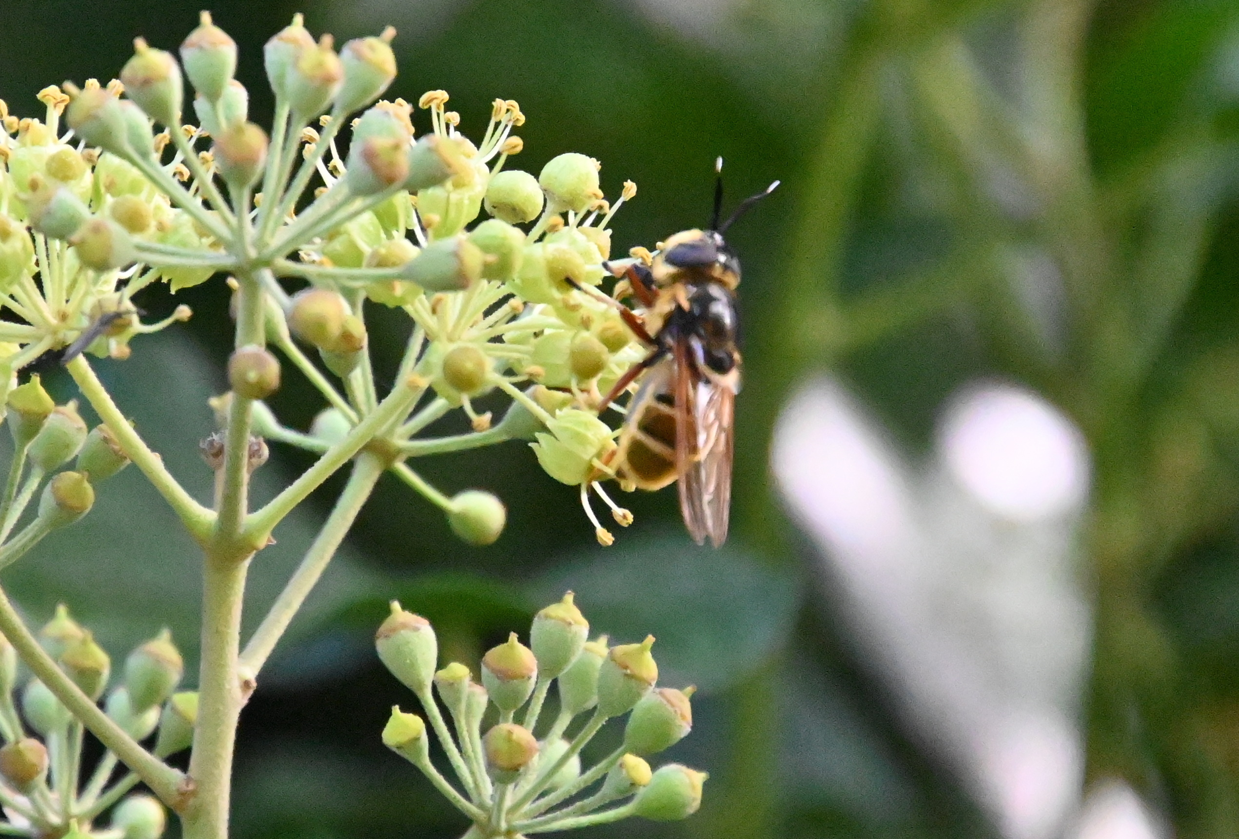Callicera