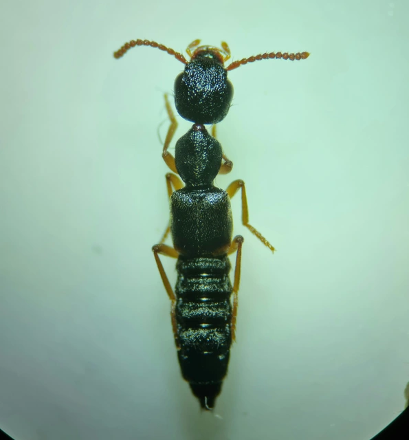 Rugilus similis - sárgalábú cérnanyakúholyva