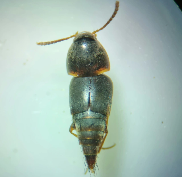 Sepedophilus testaceus - szurokszínű pihésholyva Sepedophilus testaceus - szurokszínű pihésholyva