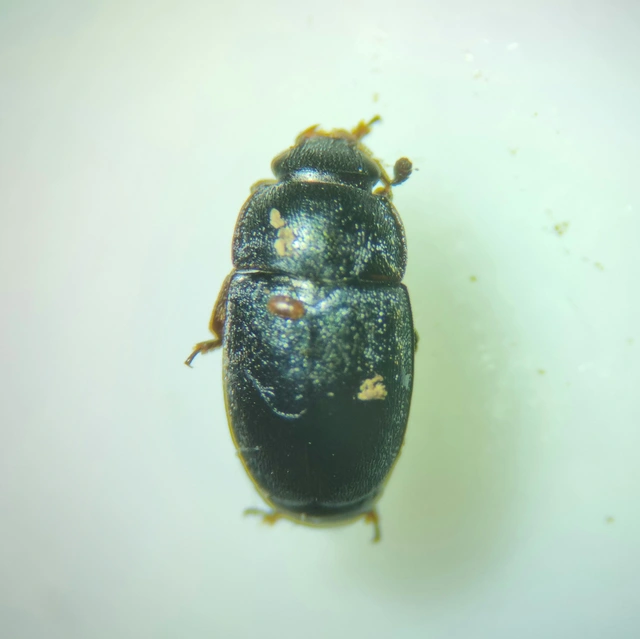 Nitidulidae - fénybogárfélék Nitidulidae - fénybogárfélék