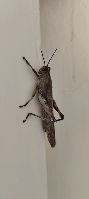 Anacridium aegyptium - egyiptomi sáska