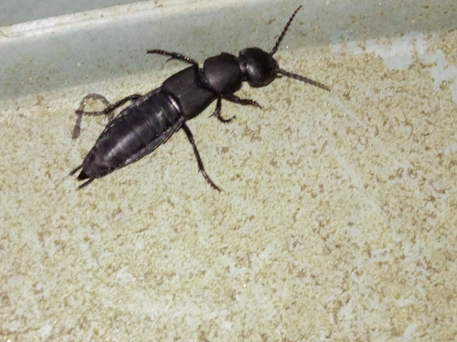 Ocypus