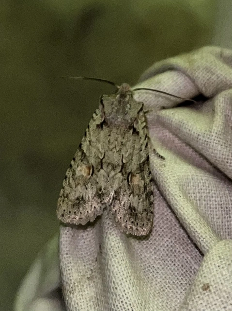 Lithophane ornitopus - közönséges fabagoly