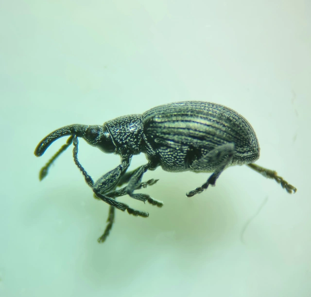 Ceratapion gibbirostre - agyaras cickányormányos Ceratapion gibbirostre - agyaras cickányormányos