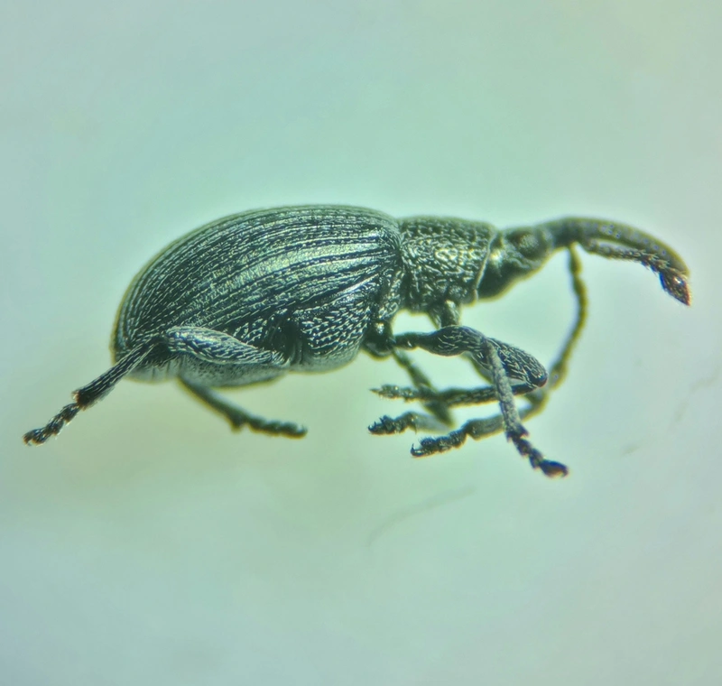 Ceratapion gibbirostre - agyaras cickányormányos