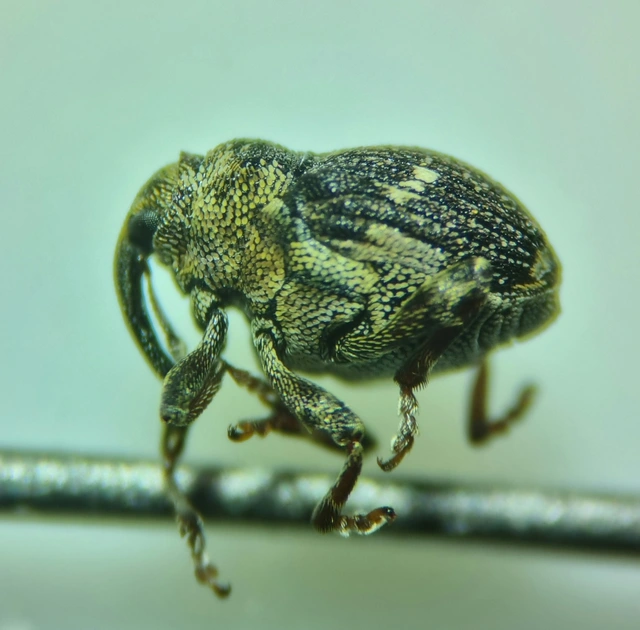 Nedyus quadrimaculatus - közönséges csalánormányos