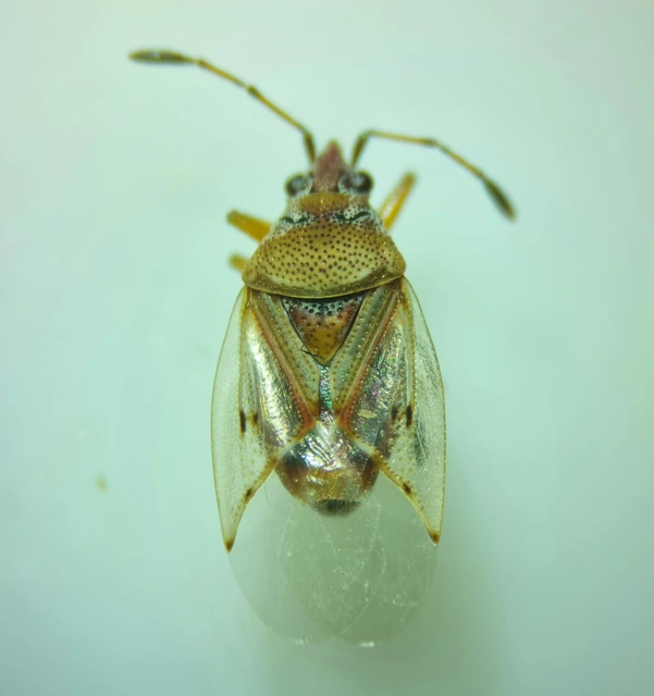 Kleidocerys resedae - nyírbodobács