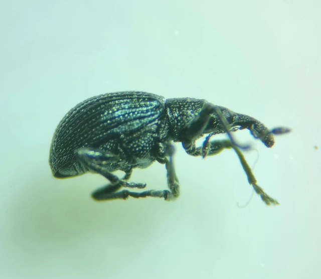 Ischnopterapion virens - lóheregyökér-cickányormányos