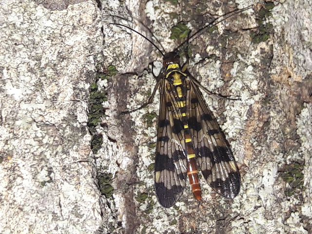 Panorpa vulgaris