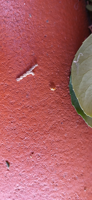 Vibidia duodecimguttata - tizenkétcseppes füsskata