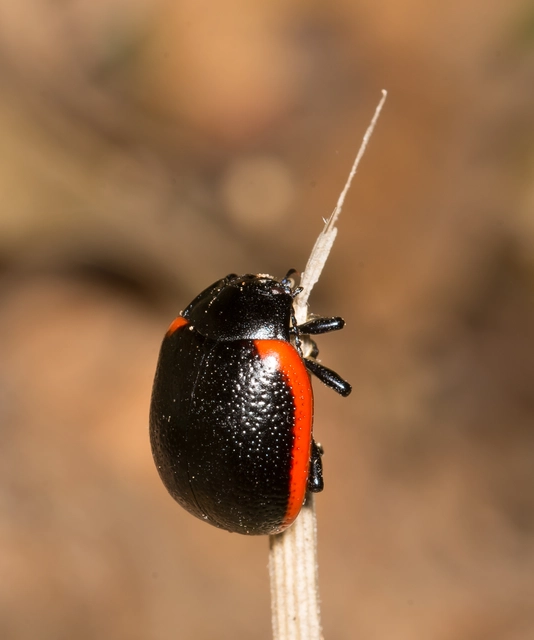 Chrysolina rossia - trapézhátú szegélyeslevelész