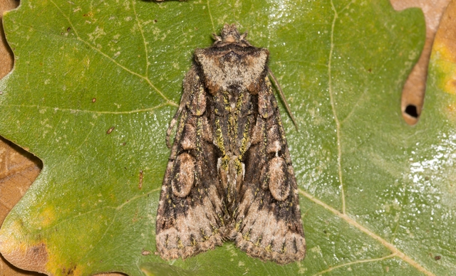 Allophyes oxyacanthae - galagonyabagoly