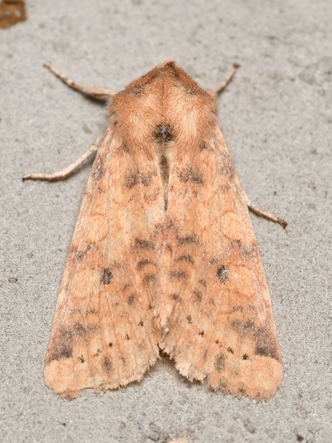 Cirrhia ocellaris - fakó sárgabagoly