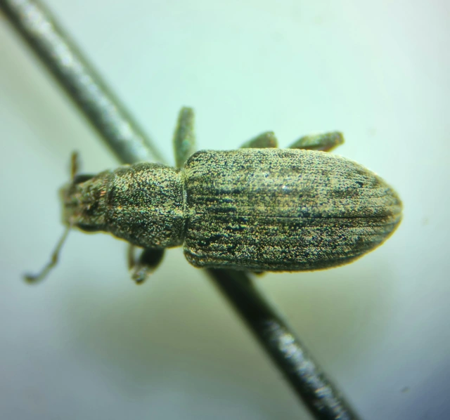 Sitona cylindricollis - hengerestorú csipkézőbogár