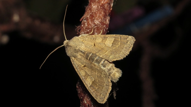 Ammoconia caecimacula - szürke őszibagoly
