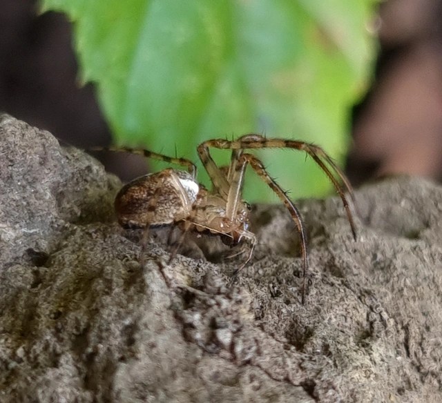 Metellina merianae - rejtett keresztespók