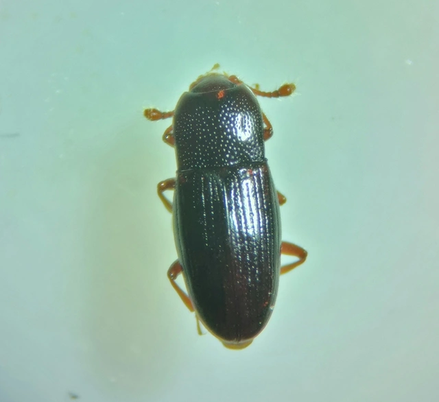 Cerylonidae - kéregbogárfélék Cerylonidae - kéregbogárfélék