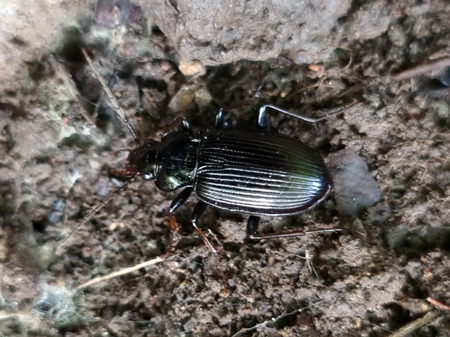 Nebria brevicollis - rövidnyakú partfutó