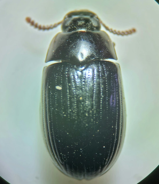 Platydema violaceum - fémkék taplóbogár