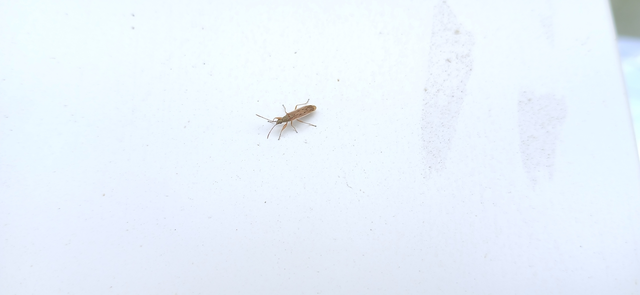 Paromius gracilis
