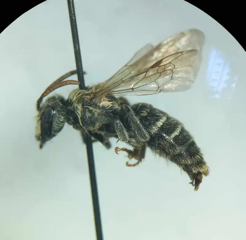 Andrena decipiens
