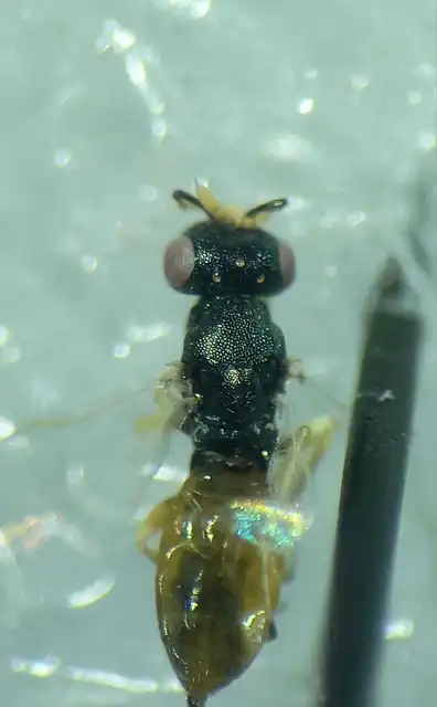 Homoporus