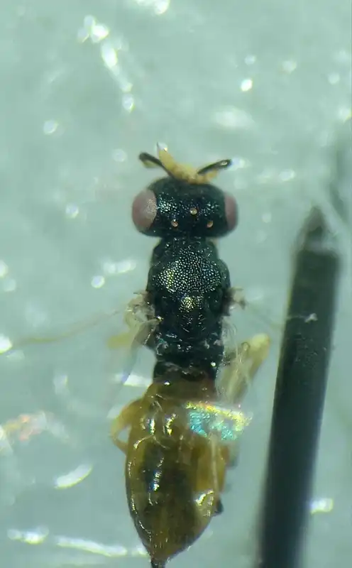 Homoporus