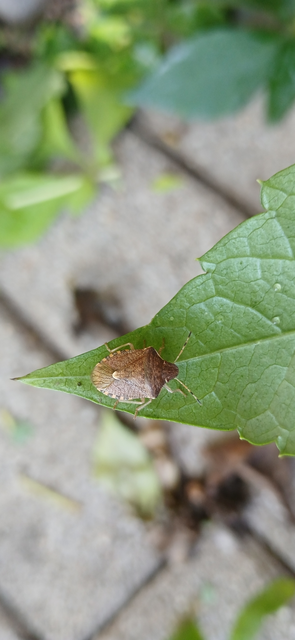 Peribalus strictus - tavaszi címerespoloska Peribalus strictus - tavaszi címerespoloska