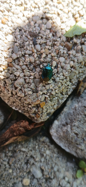 Zicrona caerulea - acélkék poloska Zicrona caerulea - acélkék poloska