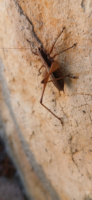 Yersinella raymondi