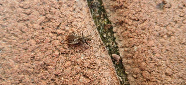 Coranus