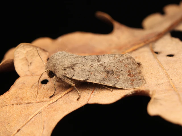 Orthosia populeti - nyárfa-barkabagoly