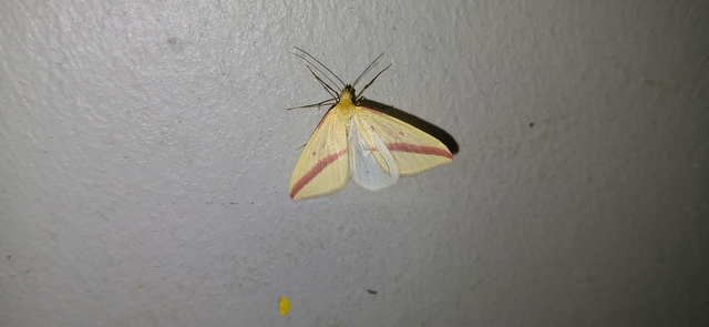 Rhodometra sacraria - rózsacsíkos araszoló