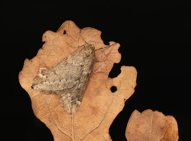 Alsophila aescularia - vadgesztenye-araszoló
