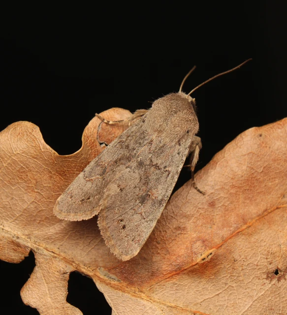 Orthosia populeti - nyárfa-barkabagoly