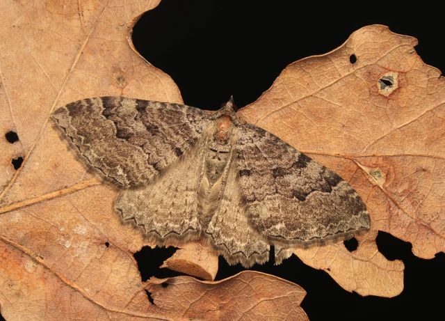 Hydria cervinalis - őzbarna araszoló