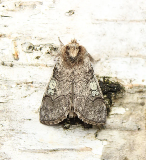 Achlya flavicornis - nyíres pihésszövő