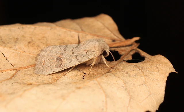 Orthosia populeti - nyárfa-barkabagoly