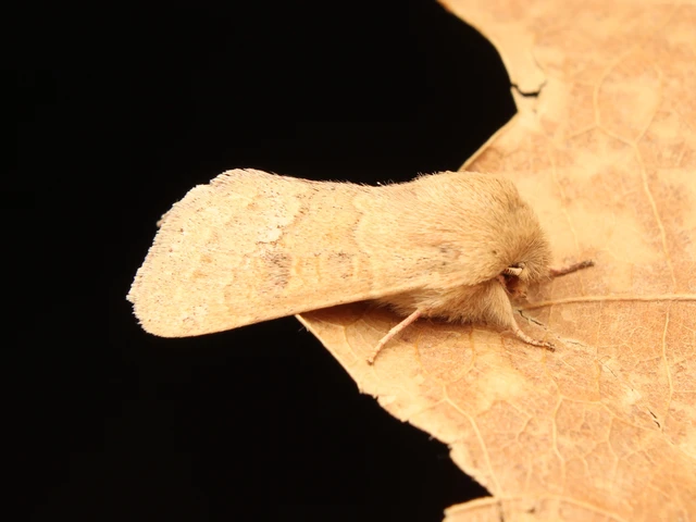 Orthosia miniosa - sárgás barkabagoly