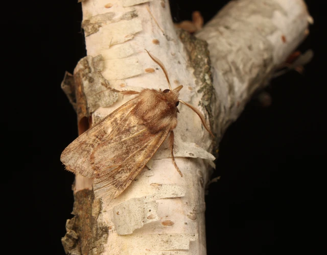 Cerastis leucographa - fehérjegyes tavaszibagoly