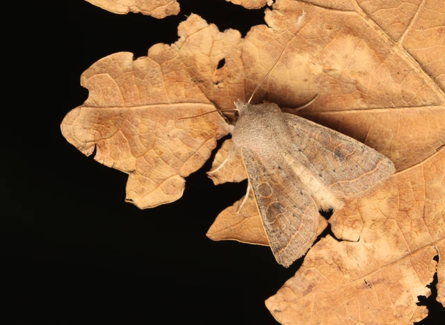 Orthosia gracilis - karcsú barkabagoly