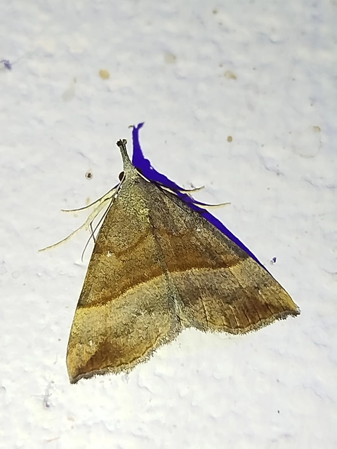 Hypena proboscidalis - ormányos karcsúbagoly