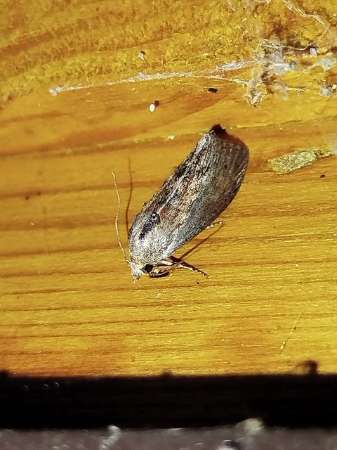 Galleria mellonella - nagy viaszmoly