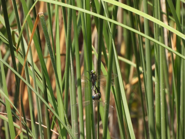 Anax parthenope - barna óriásacsa