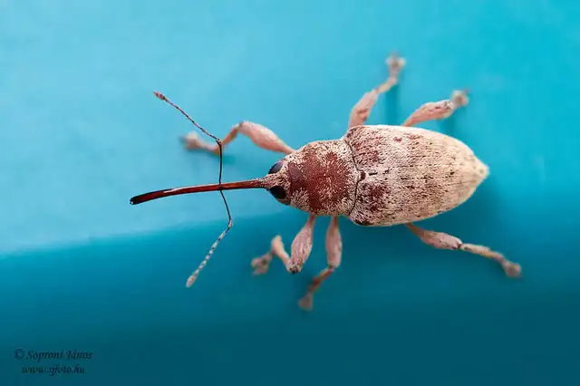 Coleoptera - Bogarak